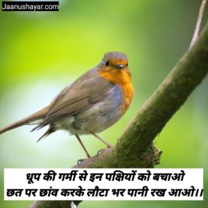 गर्मी में पक्षियों के लिए पानी शायरी photo